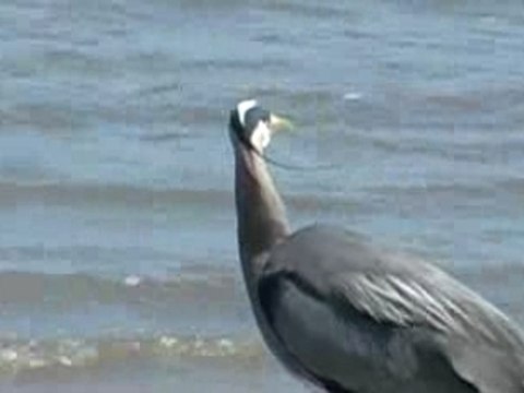 Great Blue Heron Eats Huge Fish