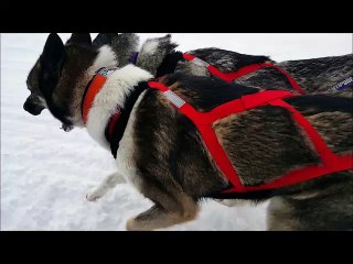 Born to run : Inuvik et Syrah du Fur RDV,