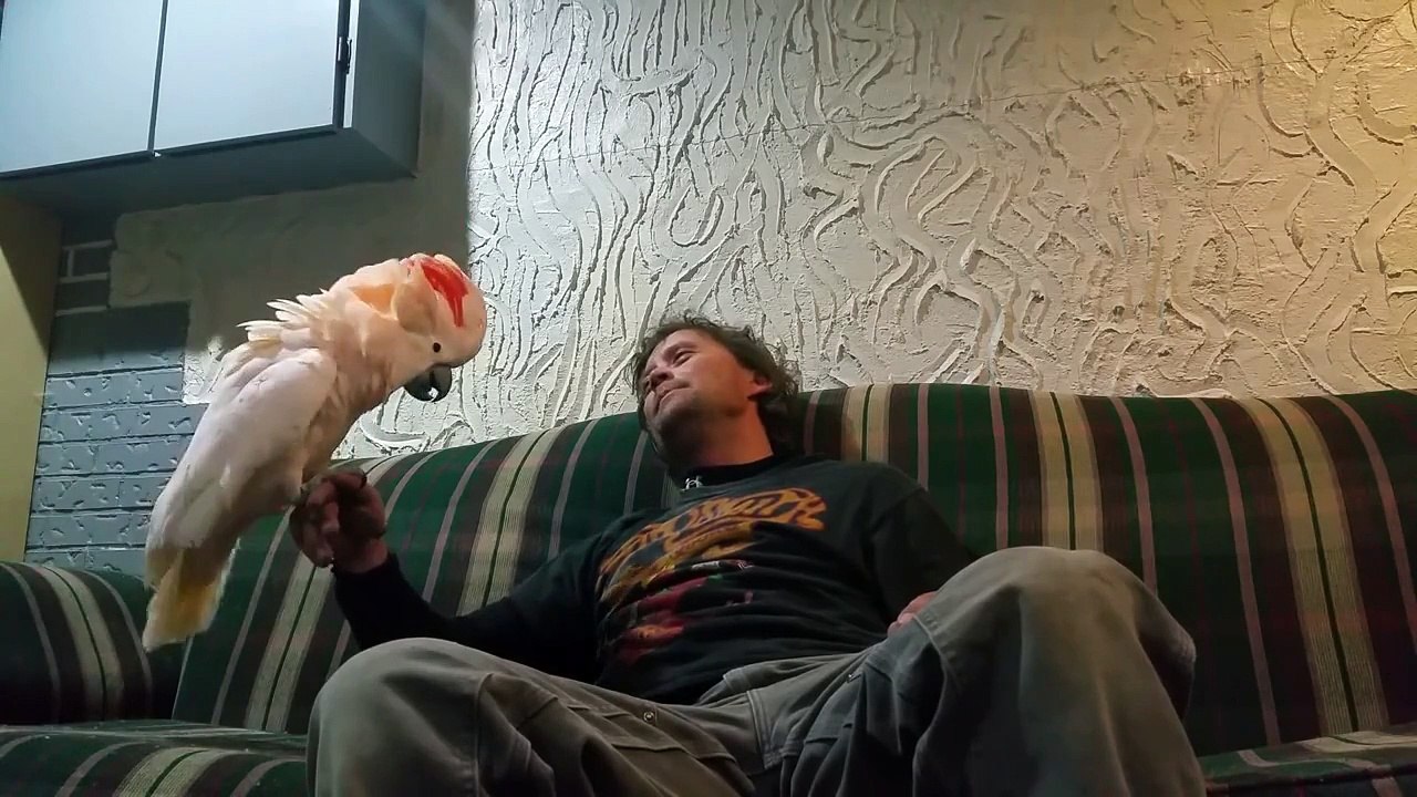Un Cacatoès pris de fou-rire fait marrer son maitre