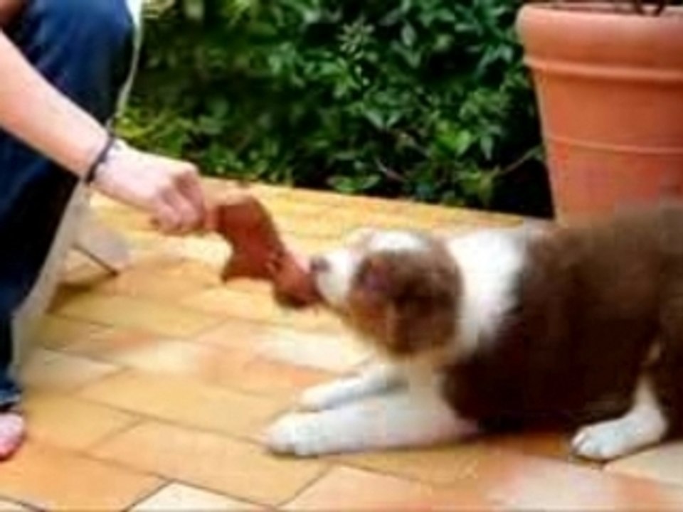 Corto - Berger Australien