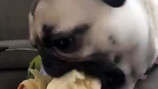 happy the pug eating a banana