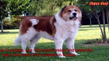 Top Strongest Dog In The World, Giant Dog Breed # Top Strongest Dog In The World