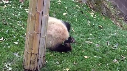 Takla Atmayı Seven Sevimli Panda