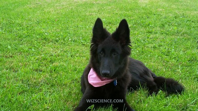 Groenendael (Belgian Shepherd Dog) - Video Learning - WizScience.com