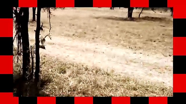 The Monkey Purge - Monkey Steals Eggs (Funny Voiceover)