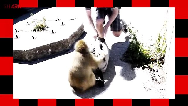 The Monkey Purge - Monkey Steals Sammich (Funny Voiceover)