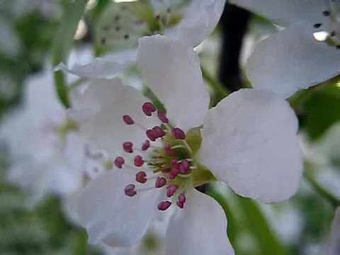 как выглядит цветок груши- #1 Pýrus