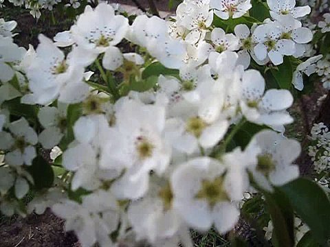 как выглядит усыпанная цветами груша-