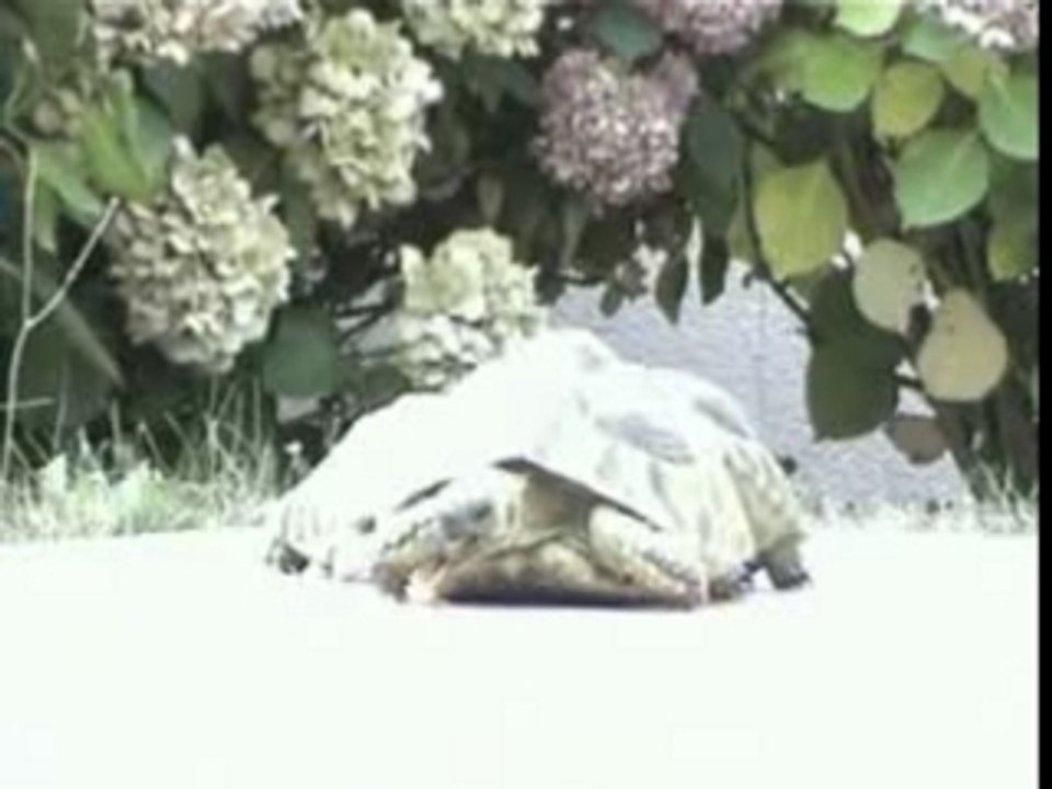 Tortues