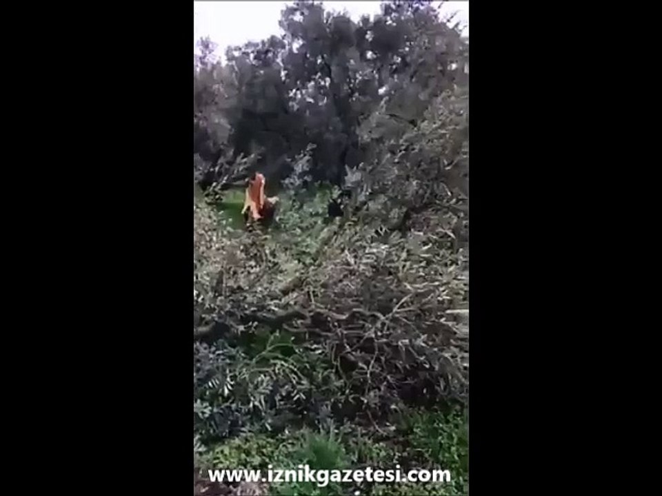 İznik'te kaza 1 yaralı