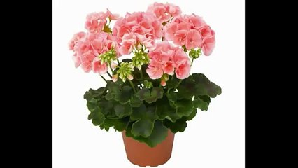 Герань Магия эфирных масел