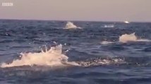 Awesome Nature - Oceans Flying