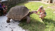 OMG ! Brave Girl feeding Big Turtle-Top Funny Videos-Top Prank Videos-Top Vines Videos-Viral Video-Funny Fails