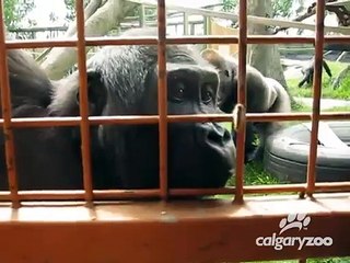 Des gorilles amusés par une chenille