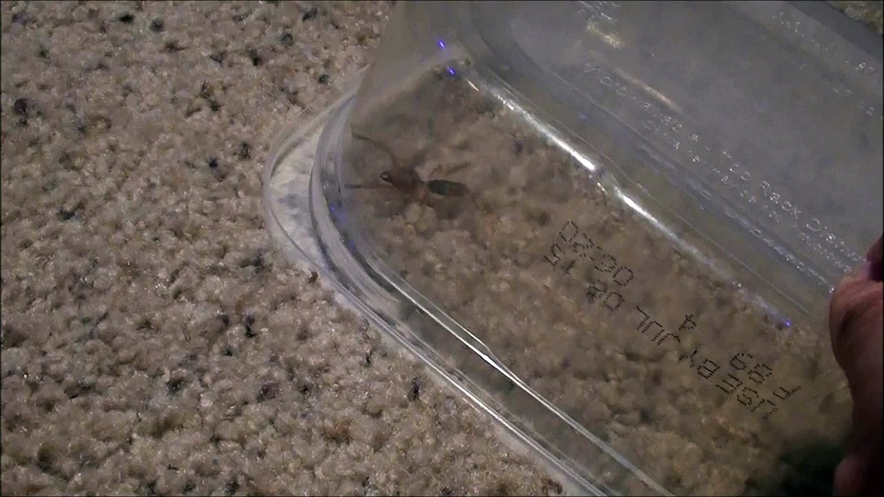 HOLY CRAP I FOUND A CAMEL SPIDER!!!