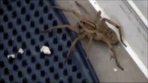 HUGE SPIDER found - WOLF SPIDER possibly