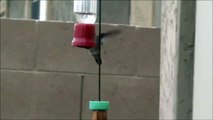 HUMMINGBIRD in SLOW MOTION drinking from hummingbird feeder