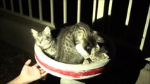 I FOUND 3 KITTENS SLEEPING in a BIRD BATH! CUTENESS OVERLOAD