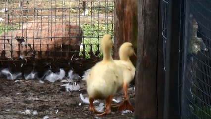1st Day 330+ Ducklings Get Outside + A Big Dog