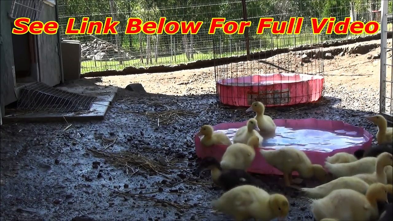 200 Ducklings Rushing Out Of The Barn!