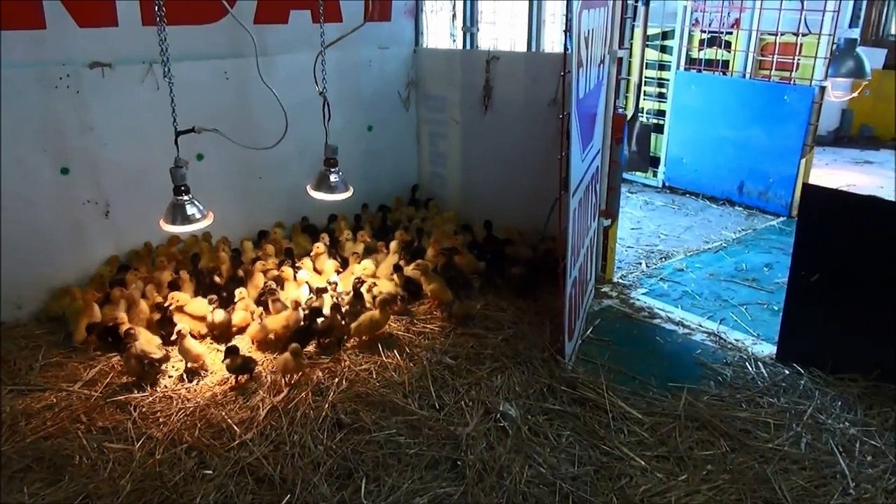 A Dog & 200 One Day Old Ducklings Full Unedited Version