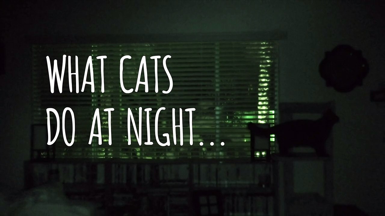 What Cats Do At Night...