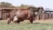 Incredible Cow-Top Funny Videos-Top Prank Videos-Top Vines Videos-Viral Video-Funny Fails