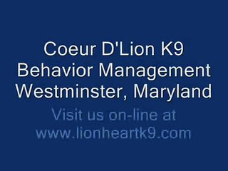 Dog Training, Young Brittany Spaniel learning to Bait and Free Stack