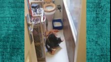 Funny Cats Funny Cat Videos Best Funny Cat Funny Cat Compilation 2015