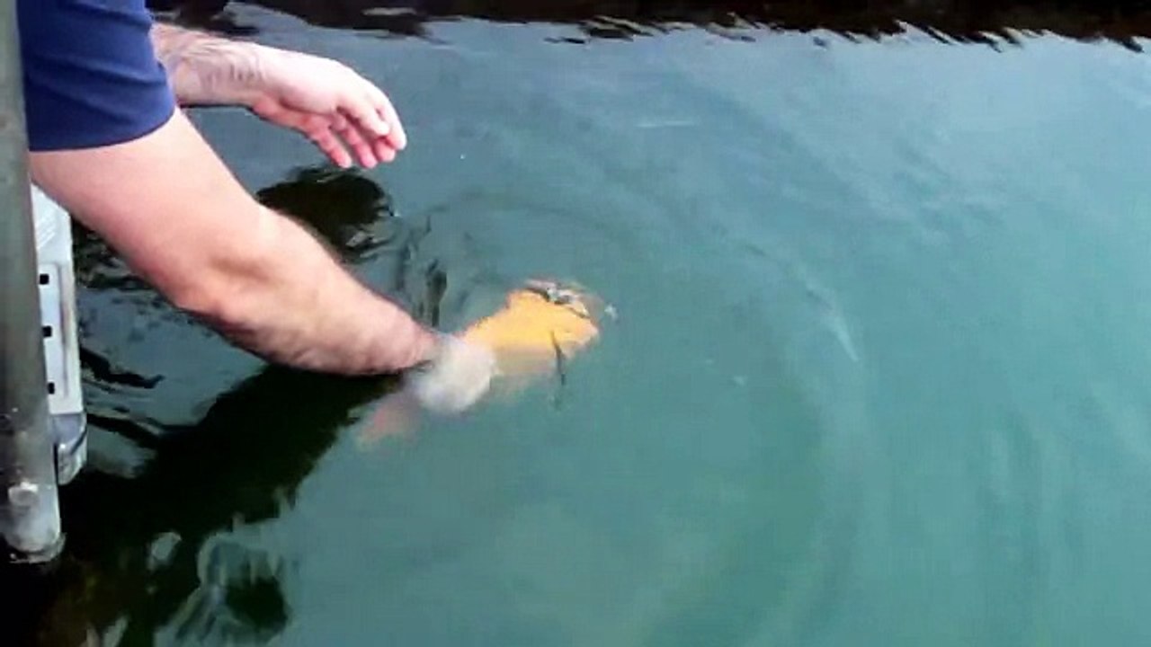 Fish Plays Like a Dog, With Human