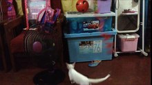 Funny cat video- Cat Jumping - Juno the Cat