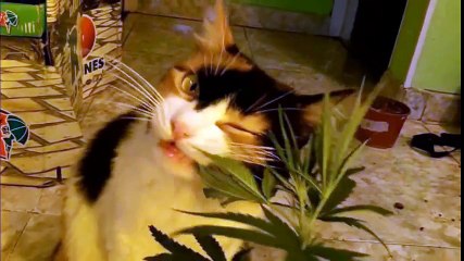 Cannabis Cat - Gatita Marihuana (Funny Cat Video!)