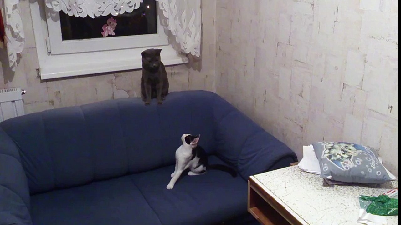 Funny cat play