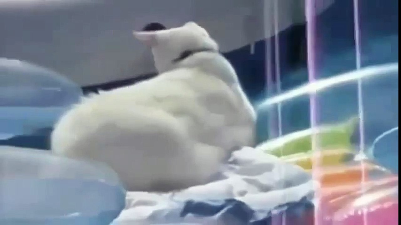 FUNNY CATS amazing VIDEOS