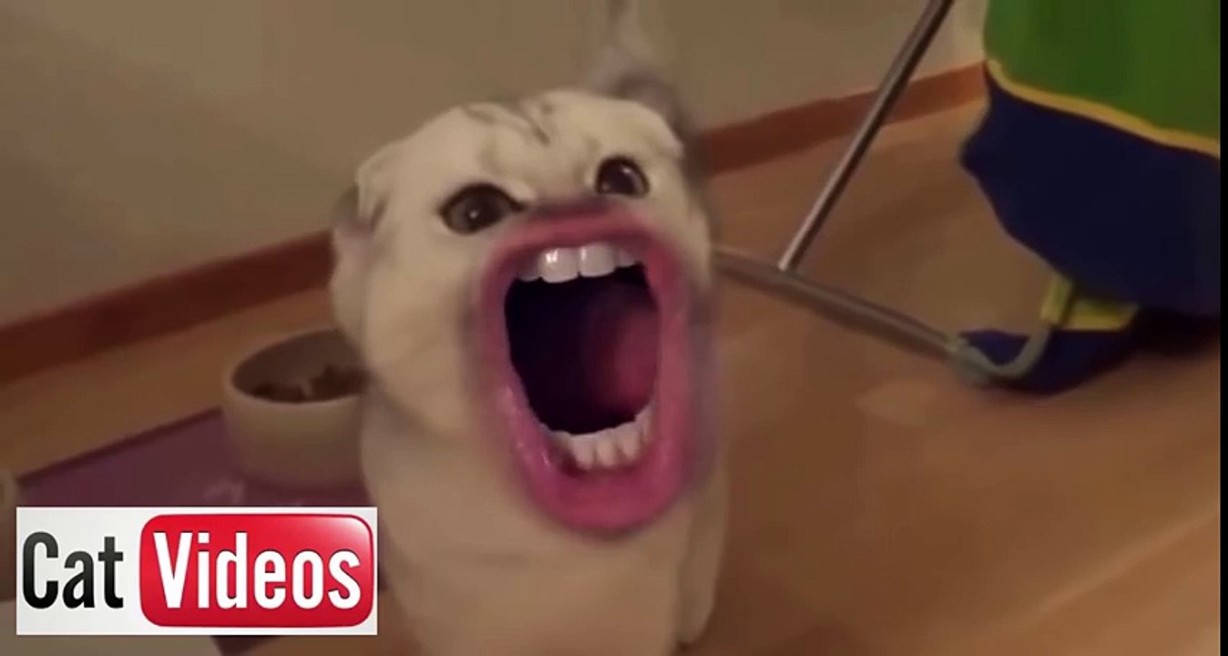 Cats With Human Mouths (Funny Video) LOL