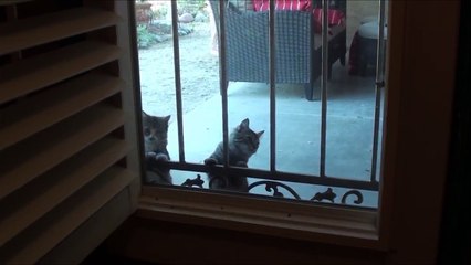 Kittens trying to catch a fly