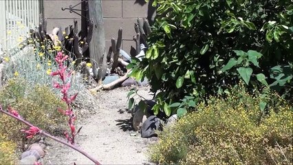 Newborn Baby and Mother QUAIL JUST FOUND in Backyard