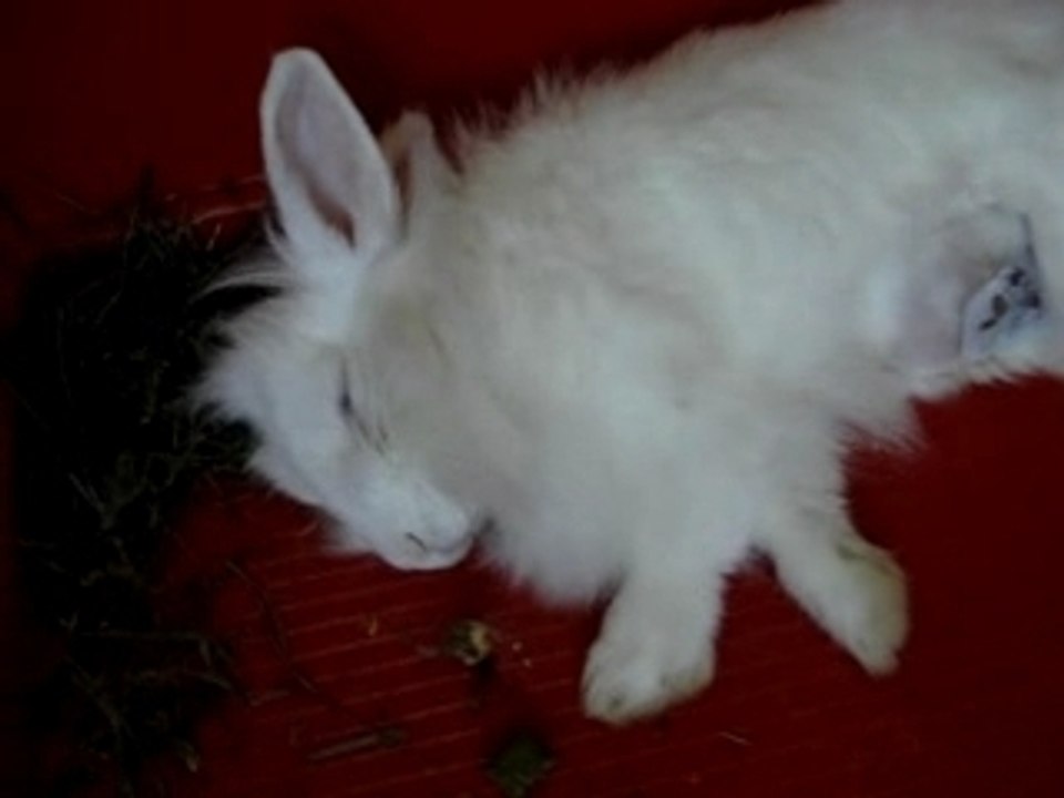 Frisch kastrierte Häsin Teil 2