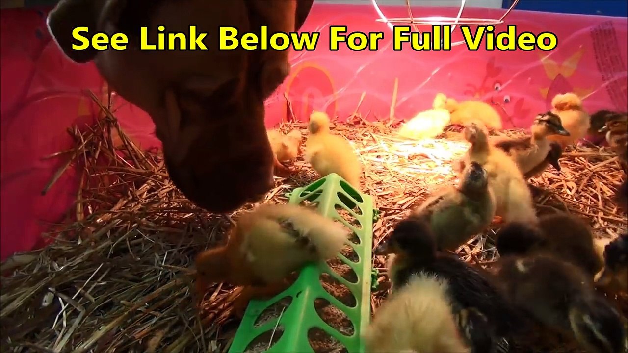 Amazing Dog Gets More Ducklings