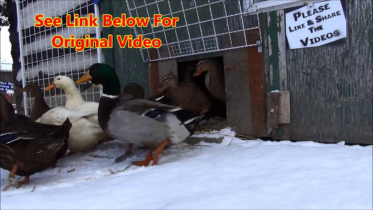 Come On Out Ducks