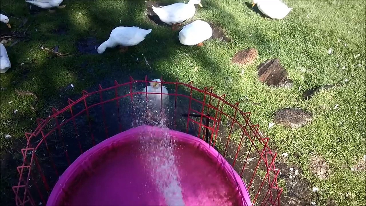 Cute Dirty Duck Getting A Shower