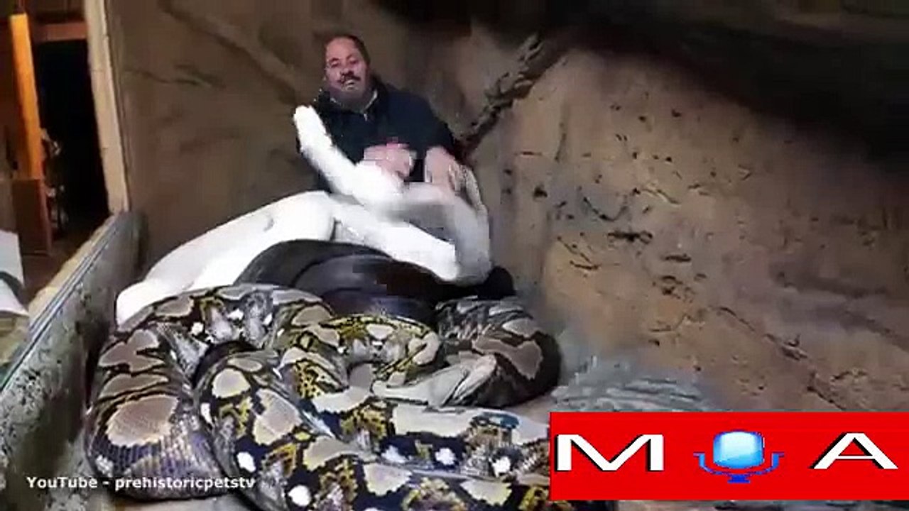 Snake enthusiast laughs off python attack