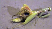 Praying Mantis with WINGS - insect FROZEN IN TIME