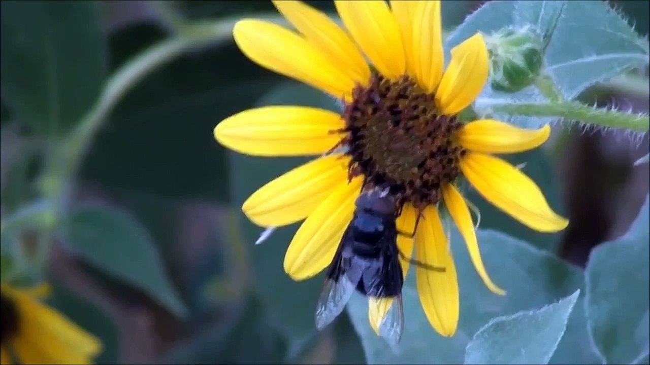 STRANGE BLACK FLYING INSECT