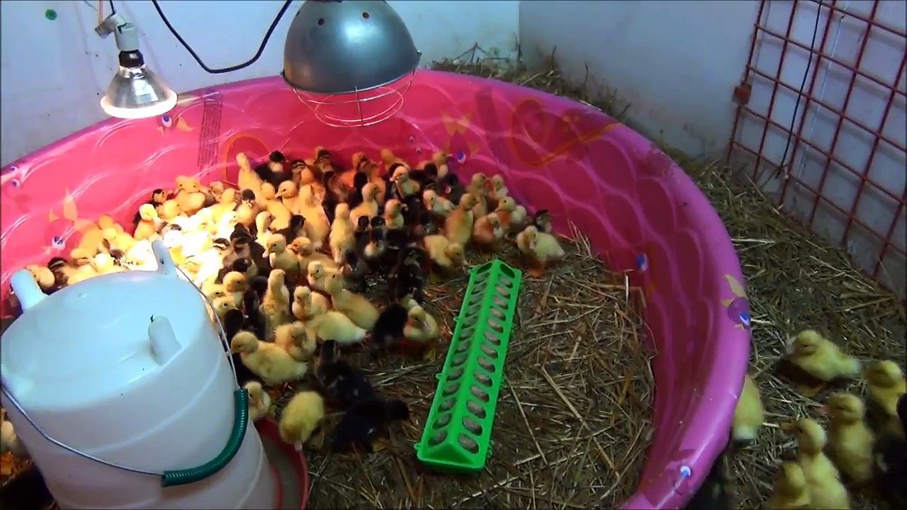 Cute Ducklings Circle Track Racing