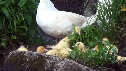 Cute Muscovy Ducklings & Mothers In The Mud