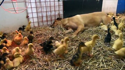 Ducklings Crawling All Over A Really Big Dog