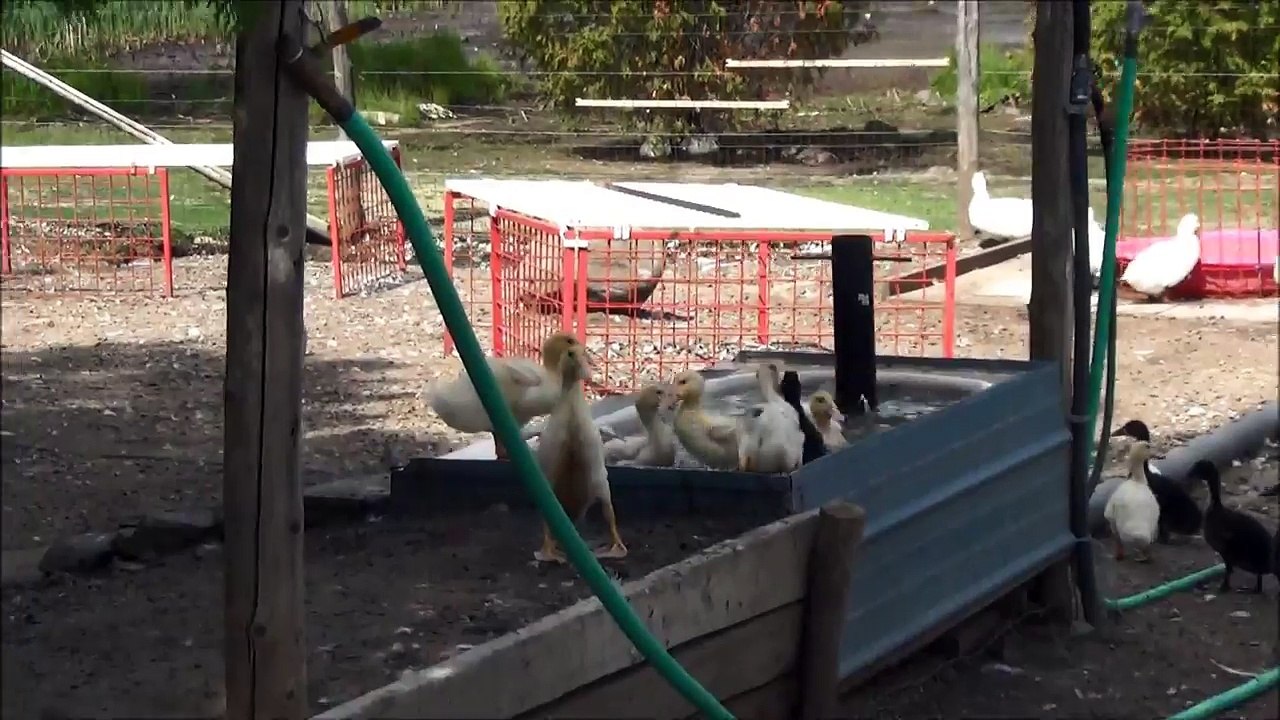 Ducklings Find The Bath Tub
