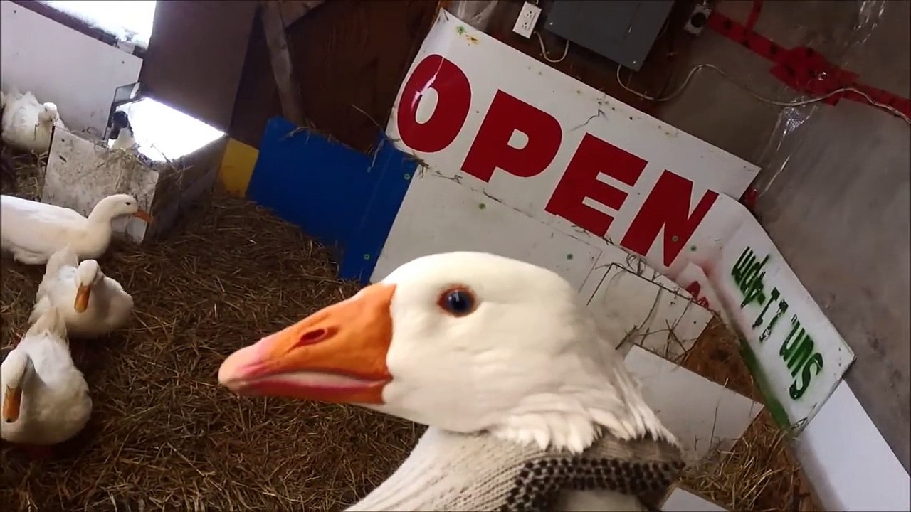 Getting Really Close To A Goose