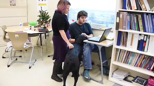 Not All Dogs Become Service Dogs | Keystone Human Services
